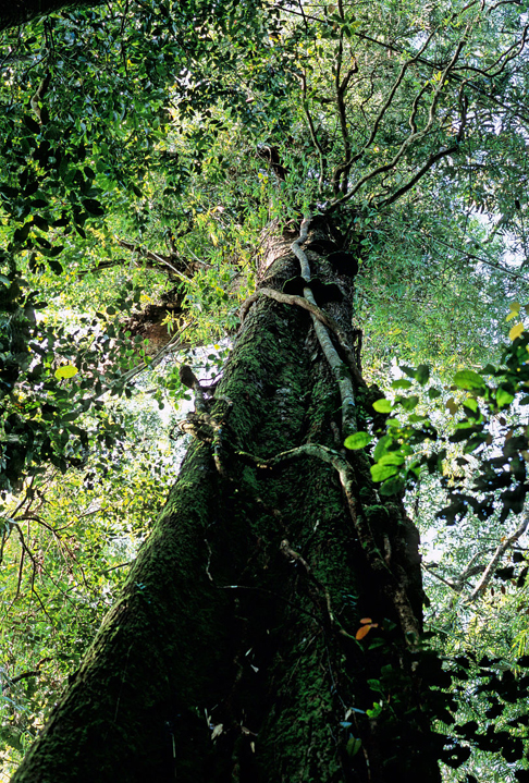 植物园建立了龙脑香园,经近30年的努力,已从海南,广西,云南德宏